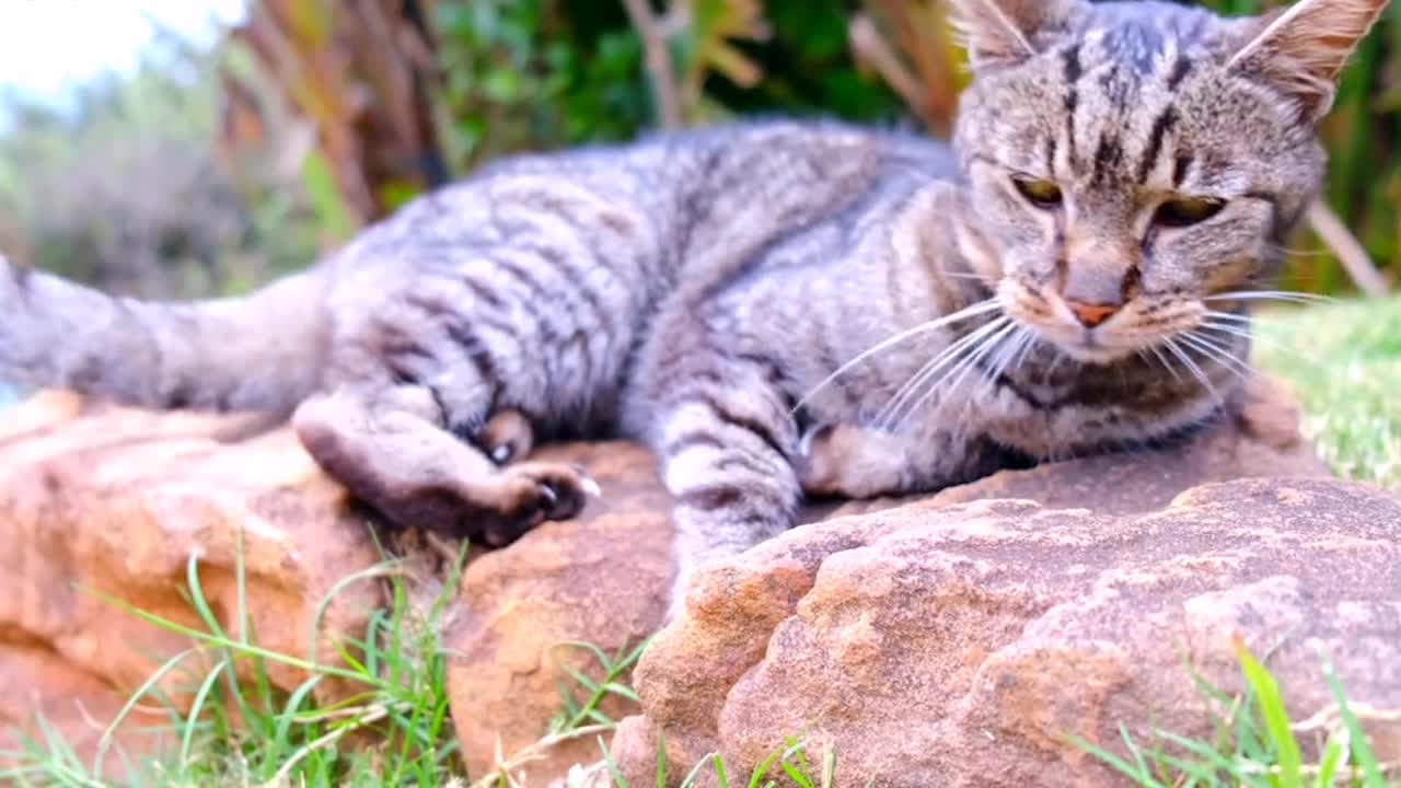 funny animals