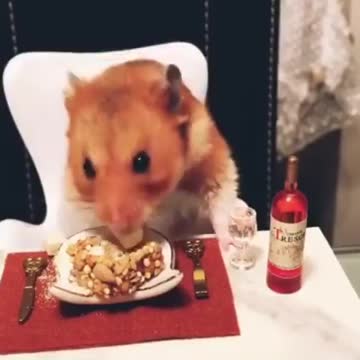 Funny rat eat dinner with Vine