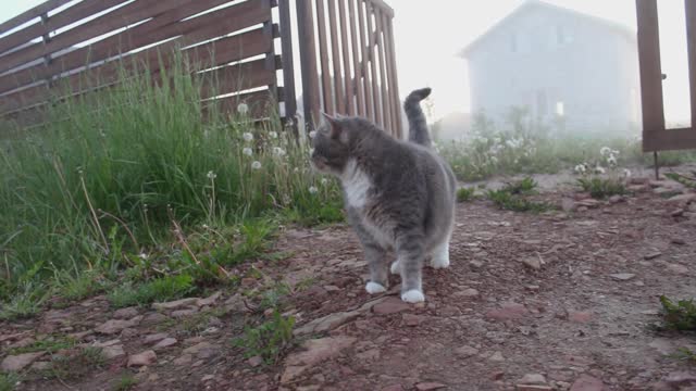 My Cat and Dog are Best Friends