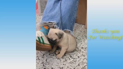 dog sleeping on a person's foot