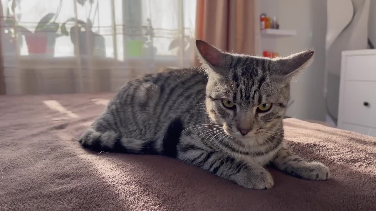 Funny Cat Reaction to Puppies [Kitty sees them for the First Time]