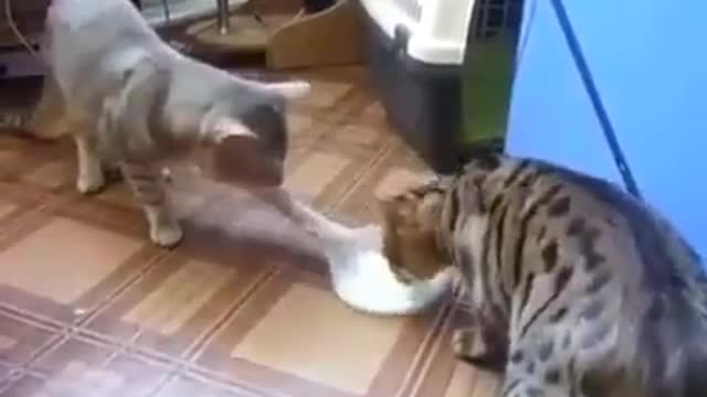 My lovely cats..................ct