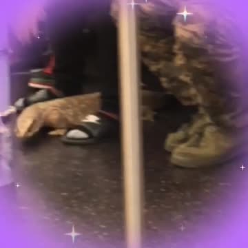 Iguana on train next to container of money