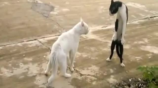 weird cat look at that