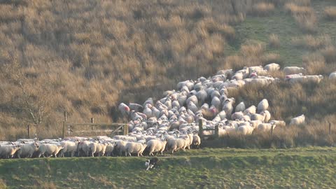 Bringing in the sheep