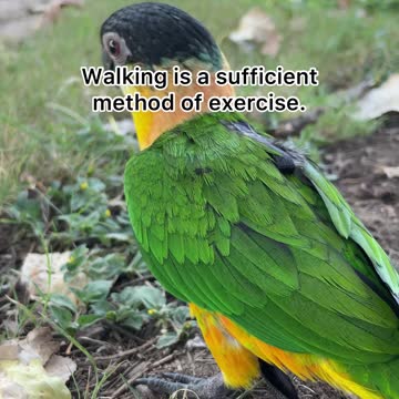 Myths about clipping your bird's wings