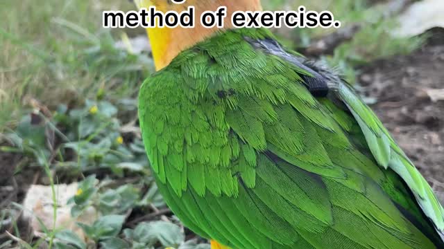 Myths about clipping your bird's wings