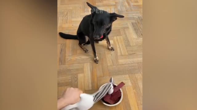 Funny Dog Reaction to Cutting Cake P1 Super Dog