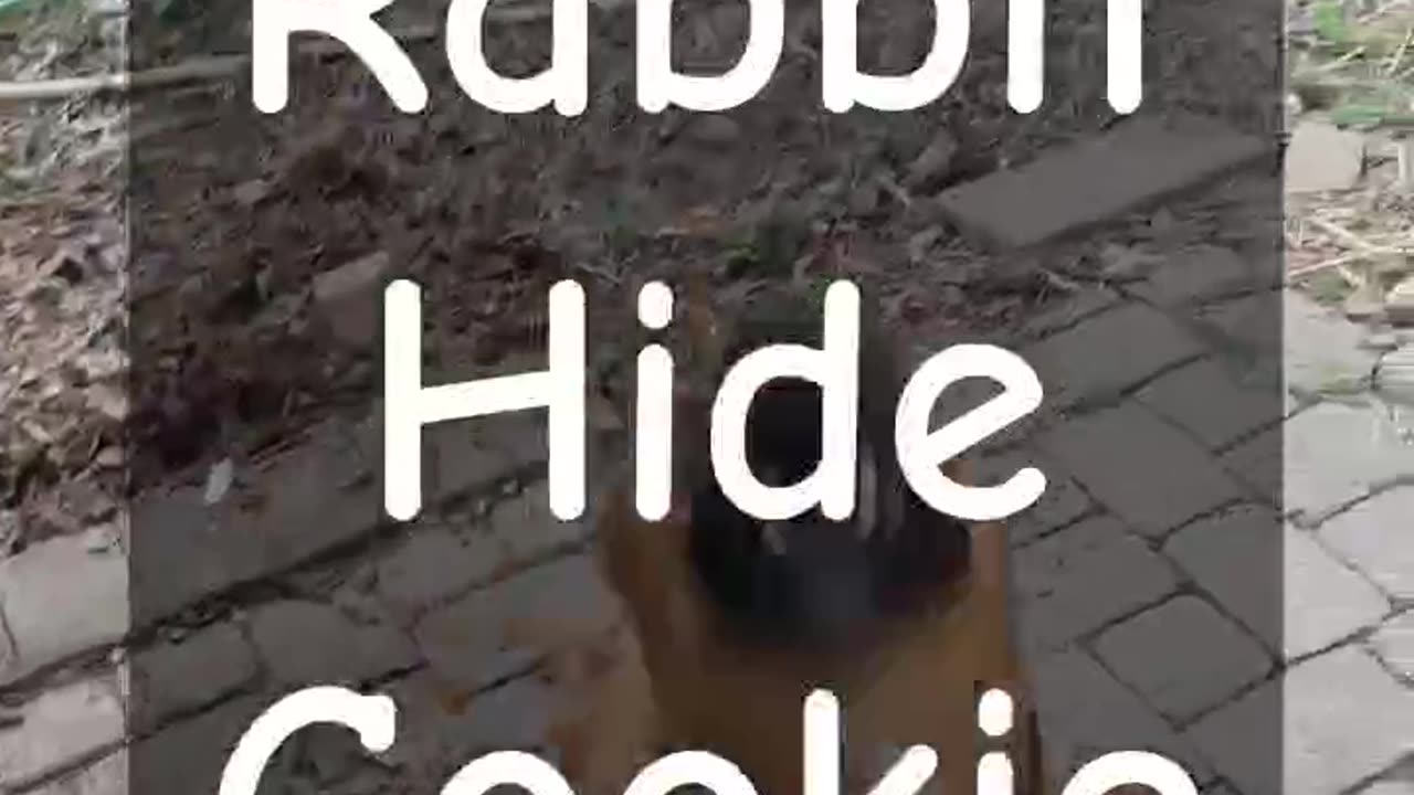 Rabbit Hide Dog Treat