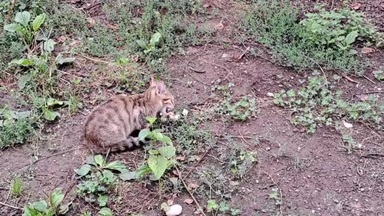 Cute kitten playing with chick.