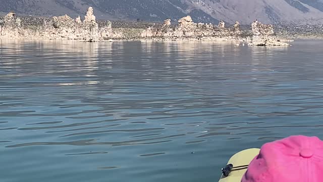 Phalaropes on Mono Lake HD