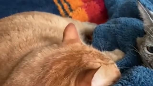 Bob cat loves hugging home cat while sleeping