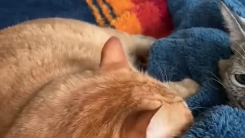 Bob cat loves hugging home cat while sleeping