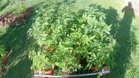 roma tomato's starting in pots, will be planted out into beds soon.