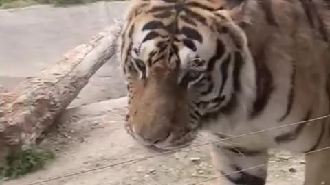 A big tiger passes in front of my eyes.