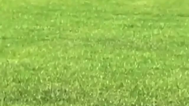 Wife wanted the dog to get some exercise