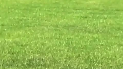 Wife wanted the dog to get some exercise