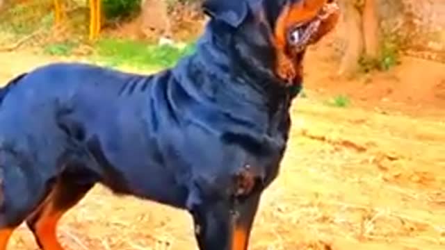 #Rottweiler dog