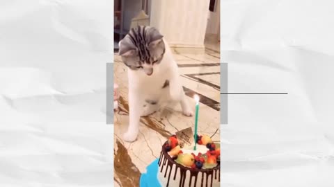 HBD Citty ♥ Best Funny Cat #Short Videos