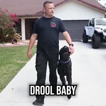 Is the CANE CORSO Right for You?