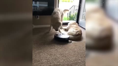 dog vs cat funny