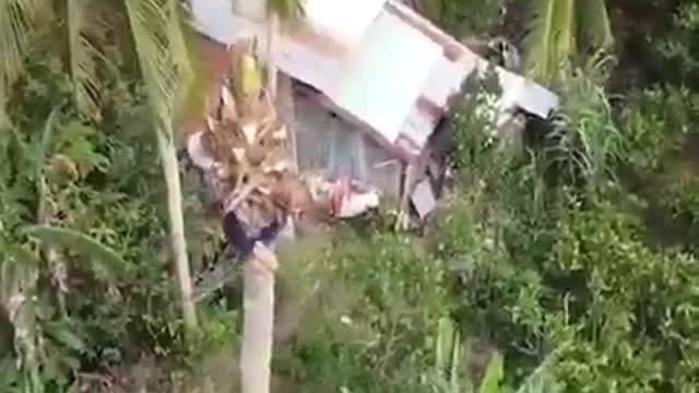 Spider man coconut tree