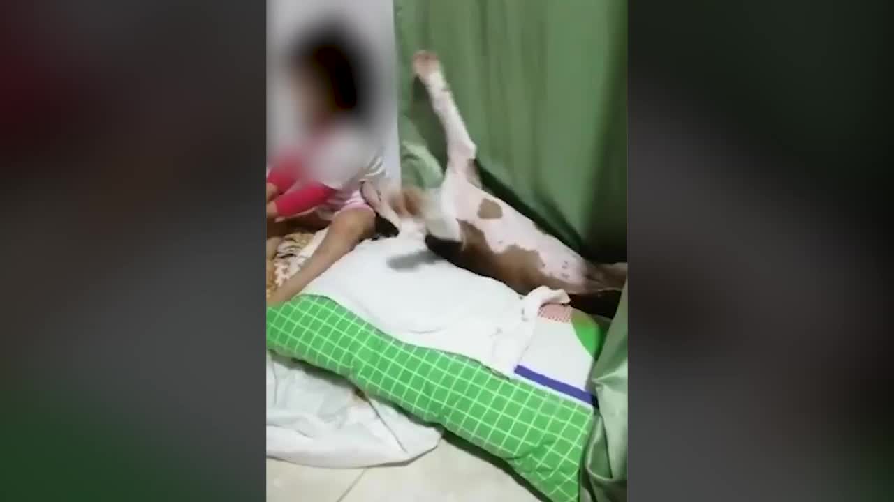 Policía que habría acabado con la vida de una perrita en Bucaramanga fue presentado ante un juez