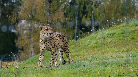 Funny this tiger see its way of walking