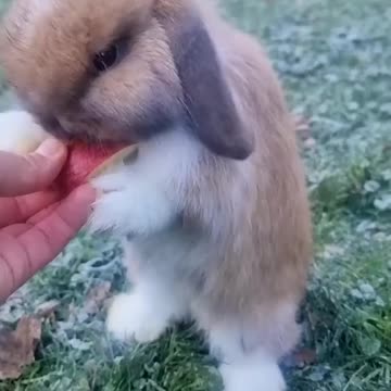 Funny Rabbit eating watermelon