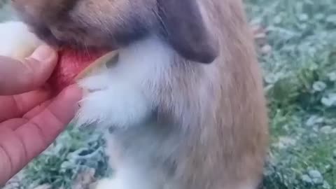 Funny Rabbit eating watermelon