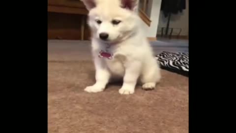 Play puppy with balloon