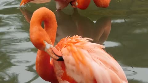 The beautiful flamingo