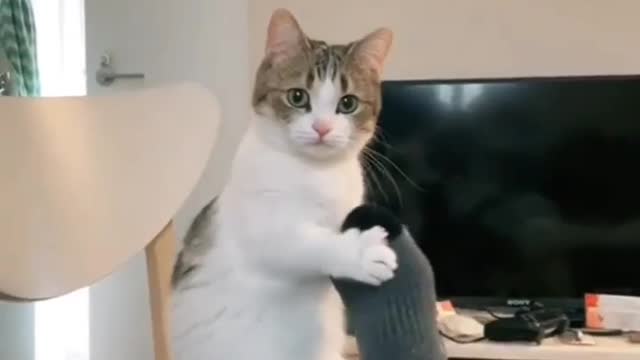 Cute cat reactions #cutecat #reaction