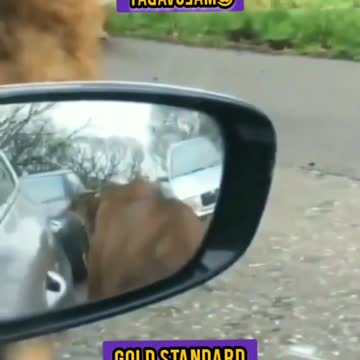 The Real Tigers Of Olivet Nazarene University