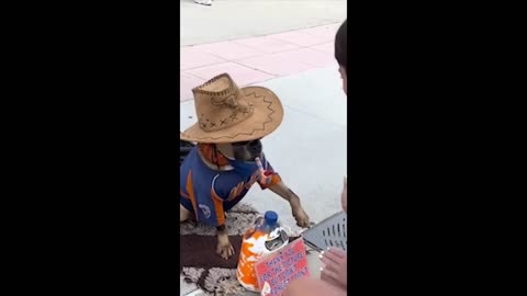 Funny animals - Funny cats / dogs - Funny animal videos 2024 - Part 5