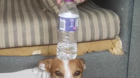STAY STILL DOGGY!