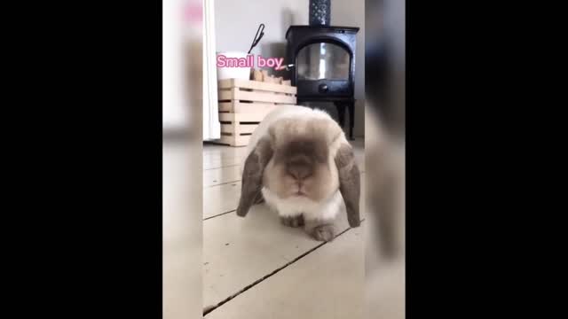 Funny and Cute Bunny Rabbit Videos you will like