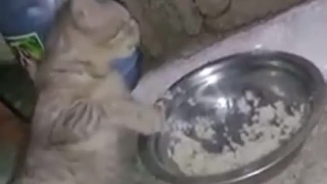 Funny cat eating food moment 💕💕💕😽😻