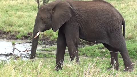 Wonderful and verybeautiful elephant