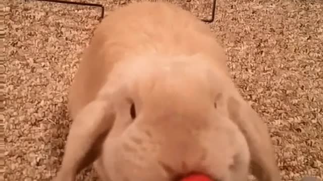 Bunny Eats Strawberry