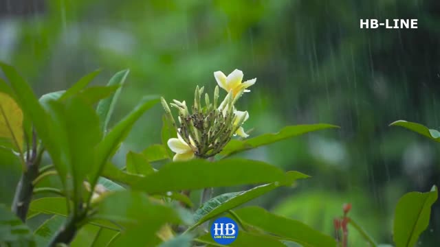 Rainforest Rain Sounds for Sleeping or Studying 🌧️ White Noise Rainstorm