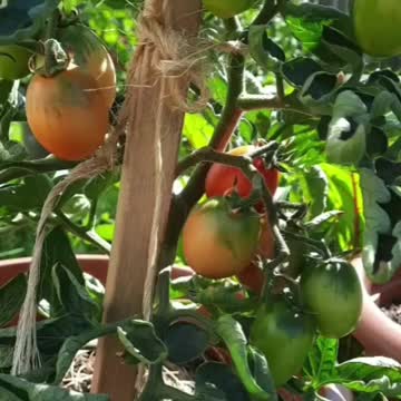 Tomato fruits looking almost ready
