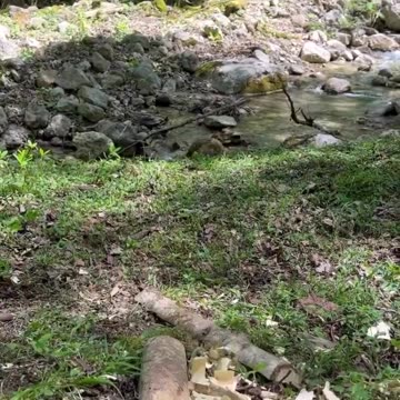 Persian food/recipe chiken kababi