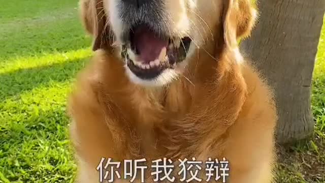 likable dog video