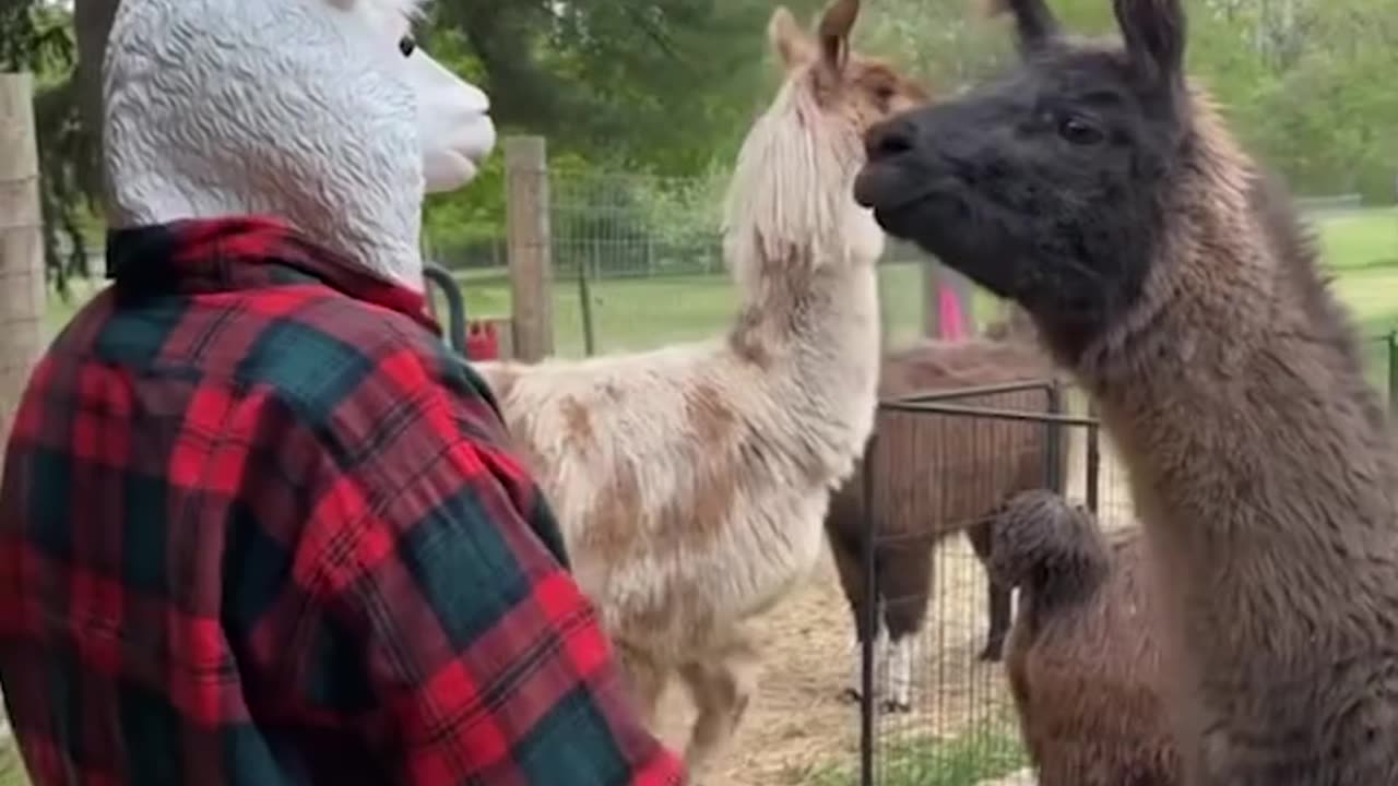 Funny video How to confuse a lama