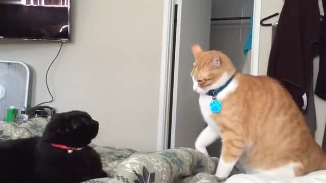 #Fastest_cat_slaps#