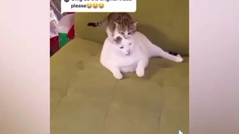 cat funny video