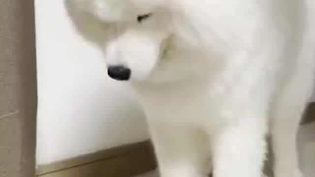 This puppy is so funny