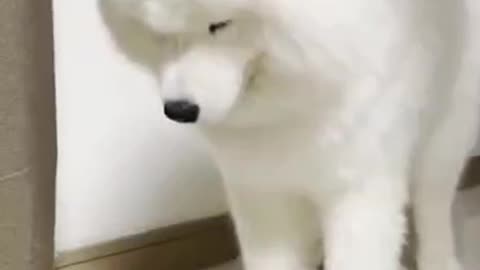 This puppy is so funny