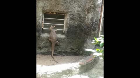 Komodo dragon climbed up the window